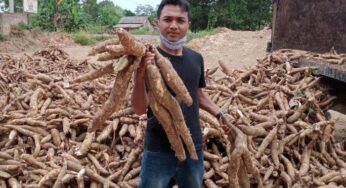 Harga Singkong Rp1.350 per Kg: Keputusan Resmi Mentan!