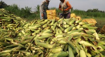 Bulog Siap Serap Jagung Lokal Rp5.500/Kg Mulai Akhir Juni 2025