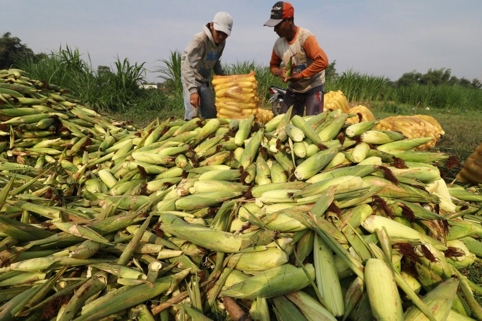 Bulog Siap Serap Jagung Lokal Rp5.500/Kg Mulai Akhir Juni 2025