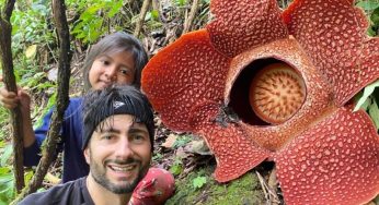 Dua Rafflesia Arnoldii Mekar Sempurna di Rejang Lebong