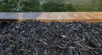Berton-ton Ikan Sapu-Sapu Diangkat dari Perairan Jakarta
